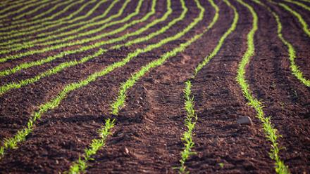 agriculture.jpg