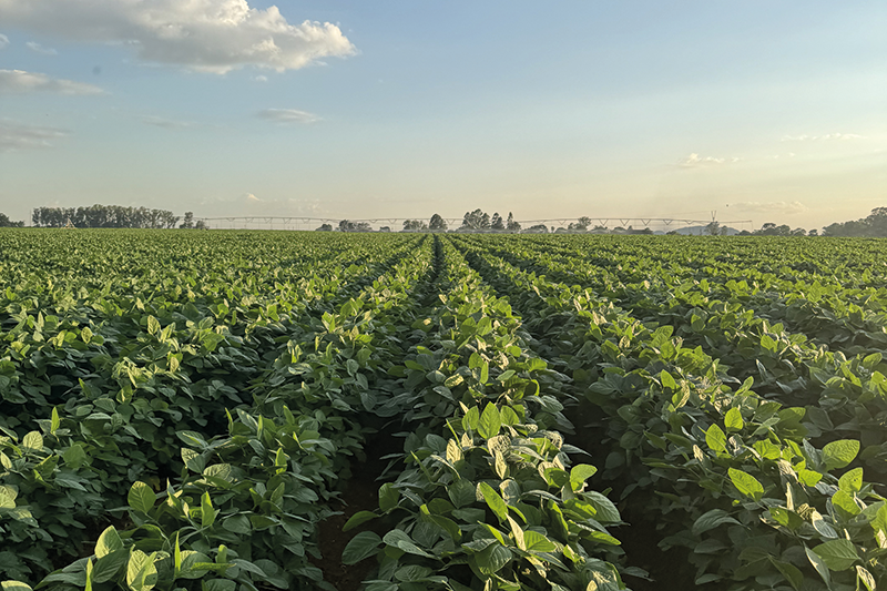 Stock image of a crop farm in Zimbabwe under a blue sky