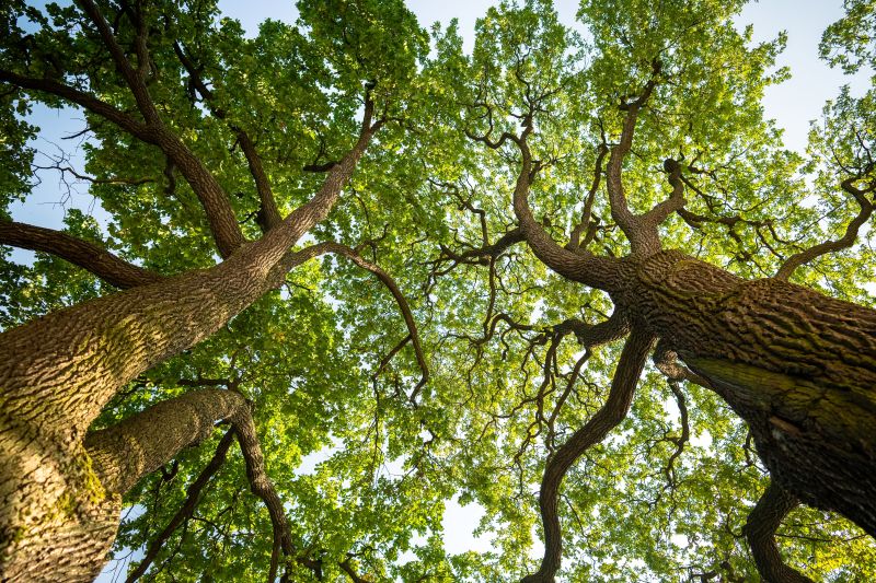 Tree canopy from below