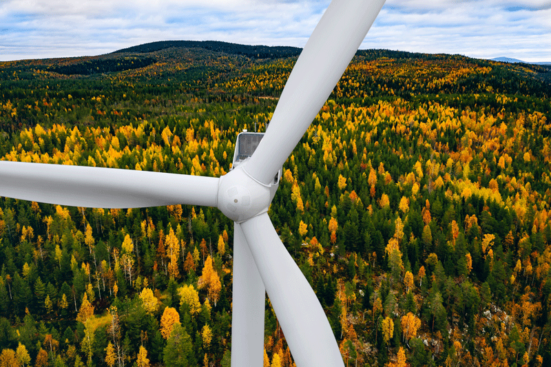 A wind turbine in a forest