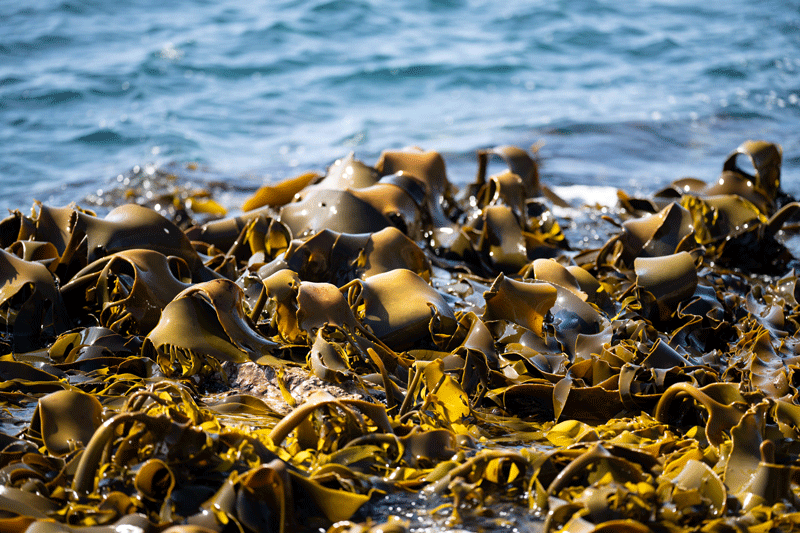 Kelp in the sea