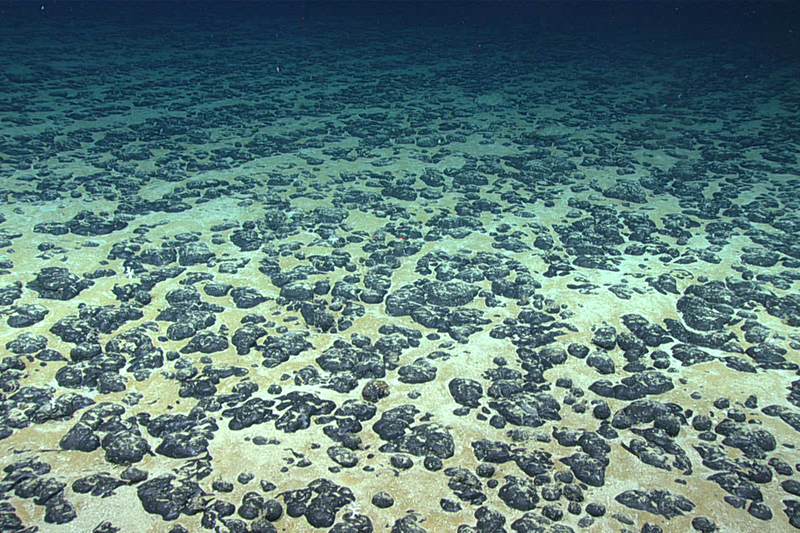 An underwater photo of round, black mineral-rich nodules on the ocean floor