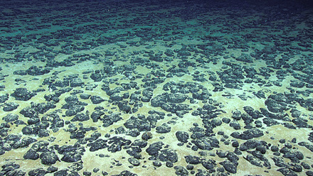 Deep-seabed-mineral-nodules-NOAA-photo (1).jpg