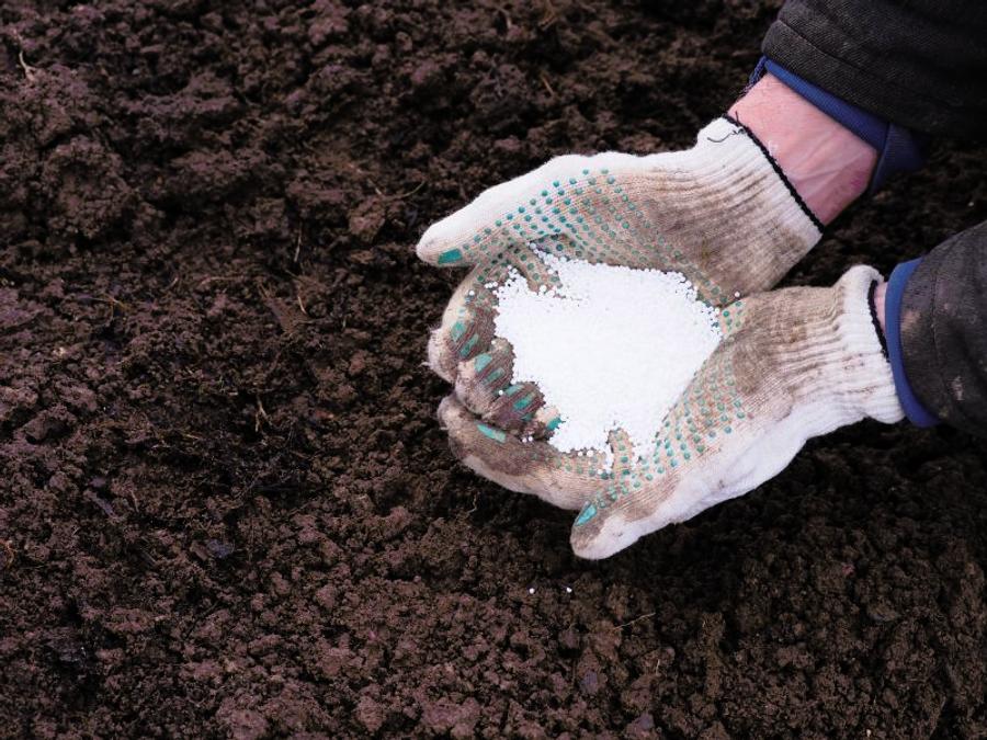 Potassium nitrogen fertilizers in hands of farmer.