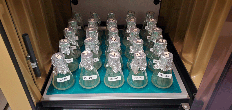 Cultures of different strains of Gluconobacter oxydans generating acidic biolixiviant that was used for bioleaching