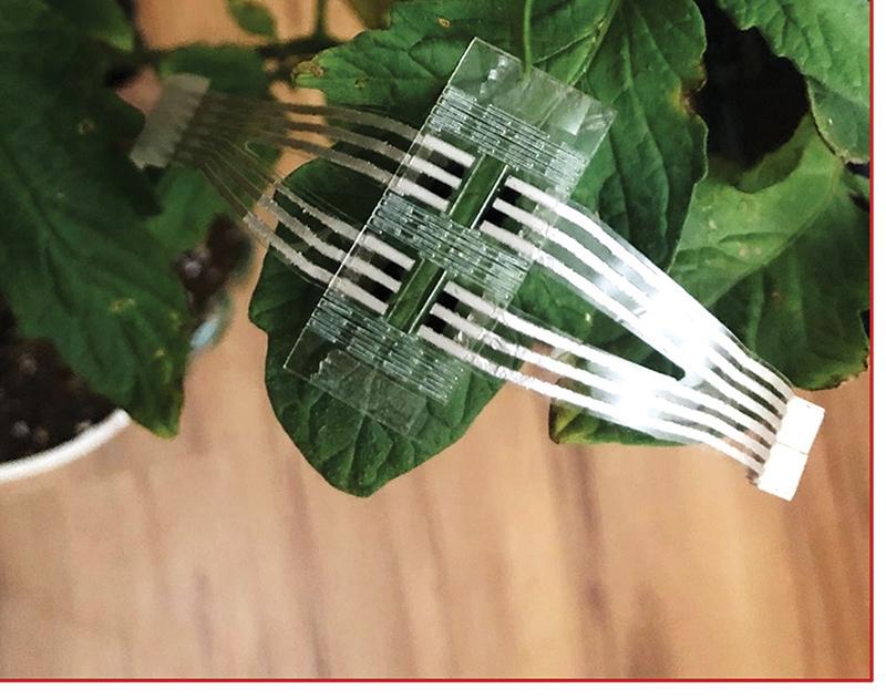 The wearable sensor placed on a tomato plant