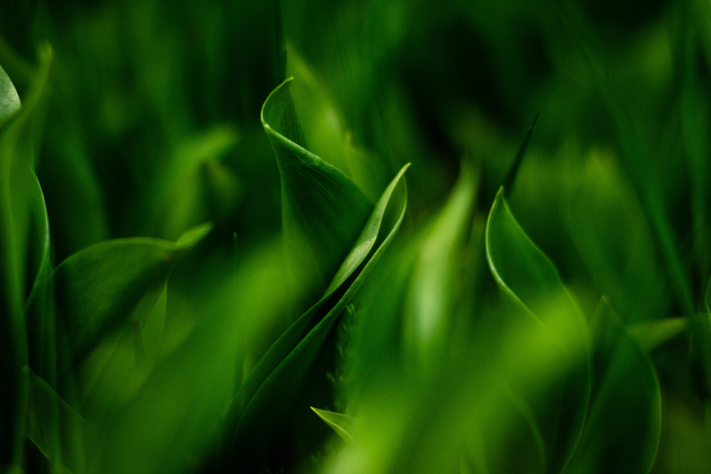 close up of green leaves
