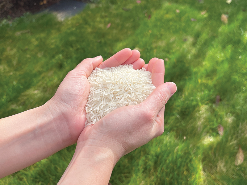 cupped hands holding rice grains above grass
