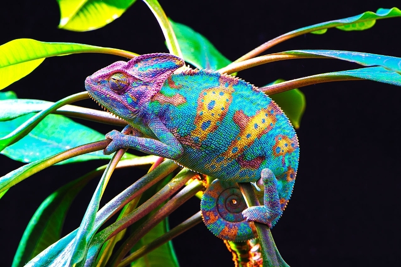 IOM3 | Chameleon skin inspires colour changing film