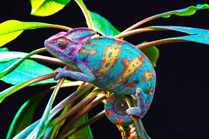 Chameleon