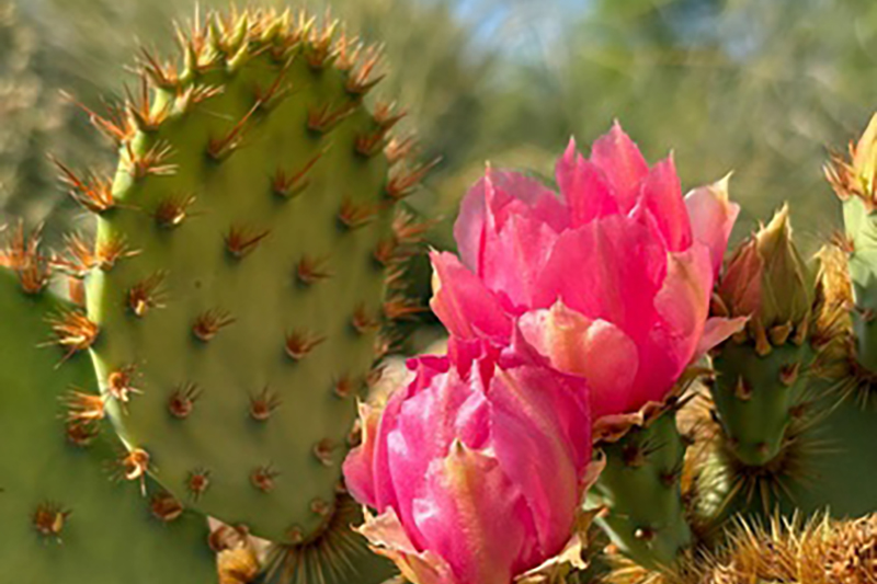 The network of woody fibres inside the cactus pads give natural strength to composite materials   