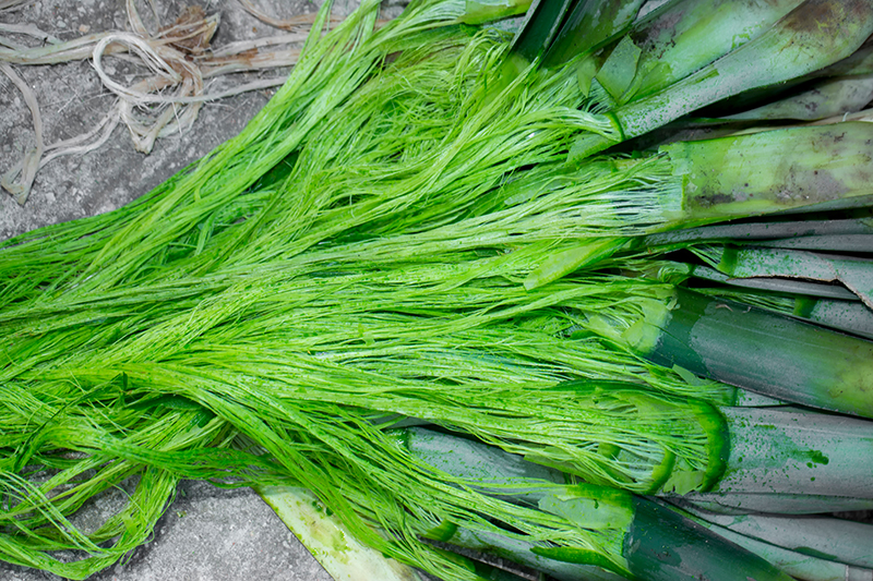 Pineapple leaves