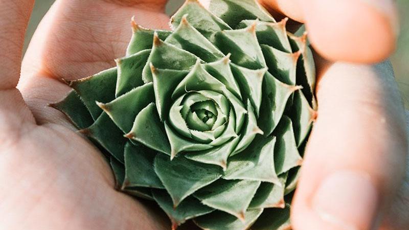 hand holding a succulant plant in the palm