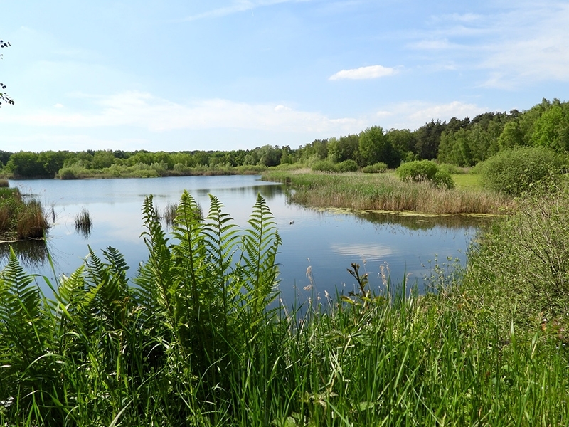 Water and vegetation