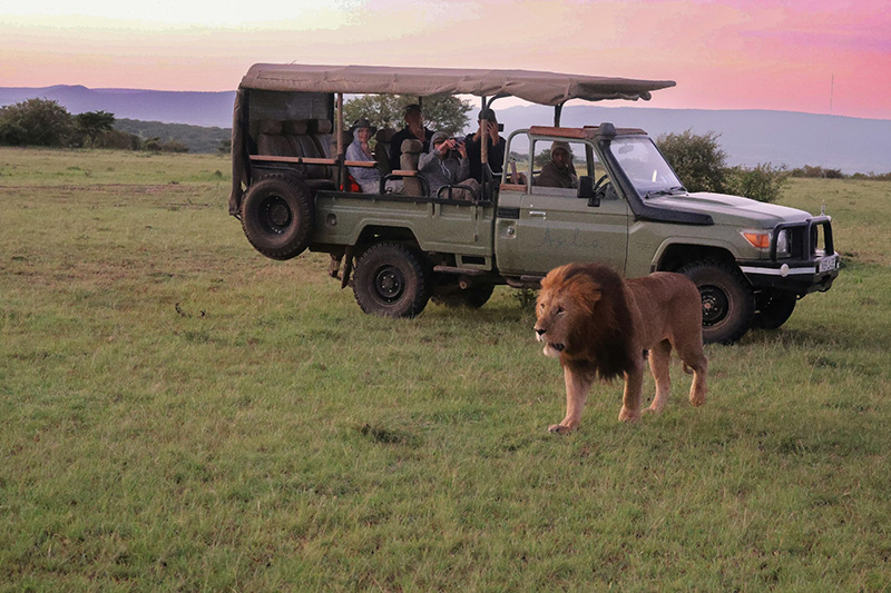 A safari jeep with a group of people taking photographs of a single male lion by the vehicle