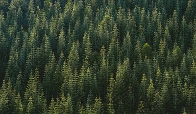 Forest of conifers shot from above
