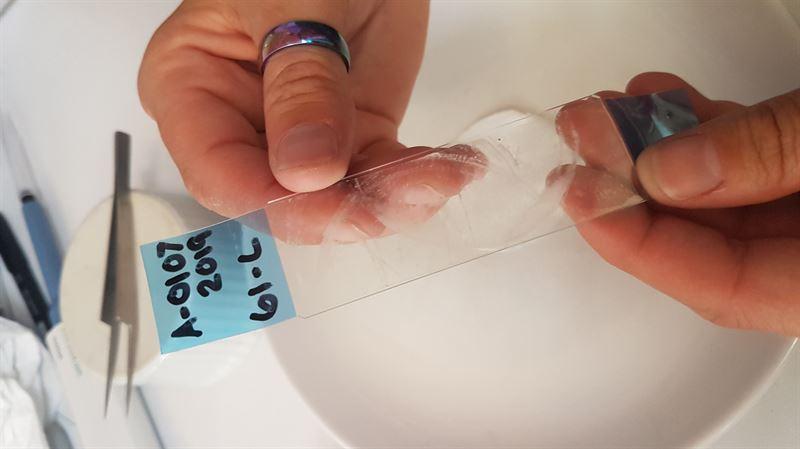 two hands hold a labelled slide with some tape