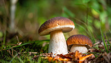 shutterstock_2372492611_4web.jpg