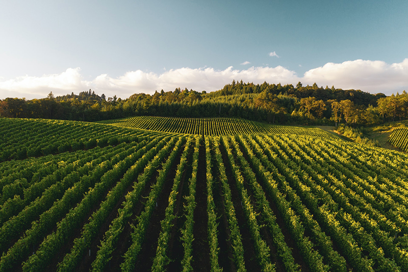 Field of crops