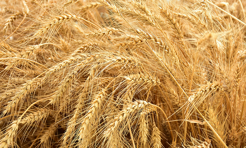 A field of wheat