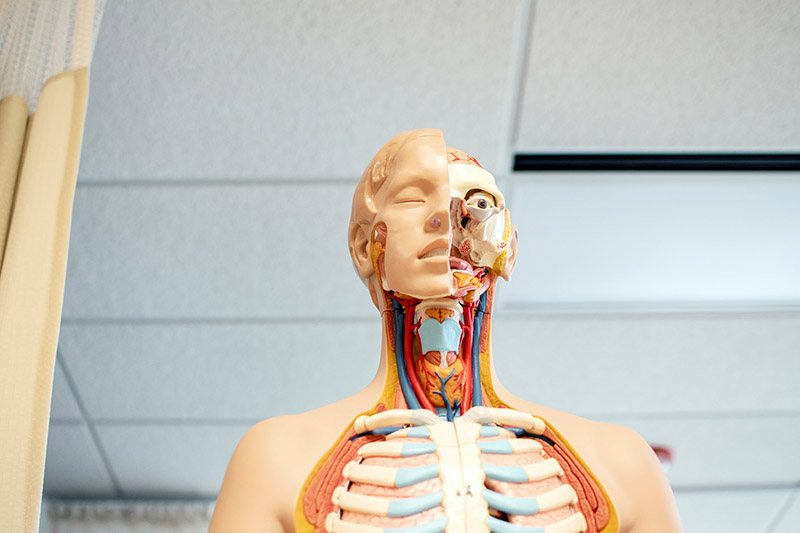 Anatomical model