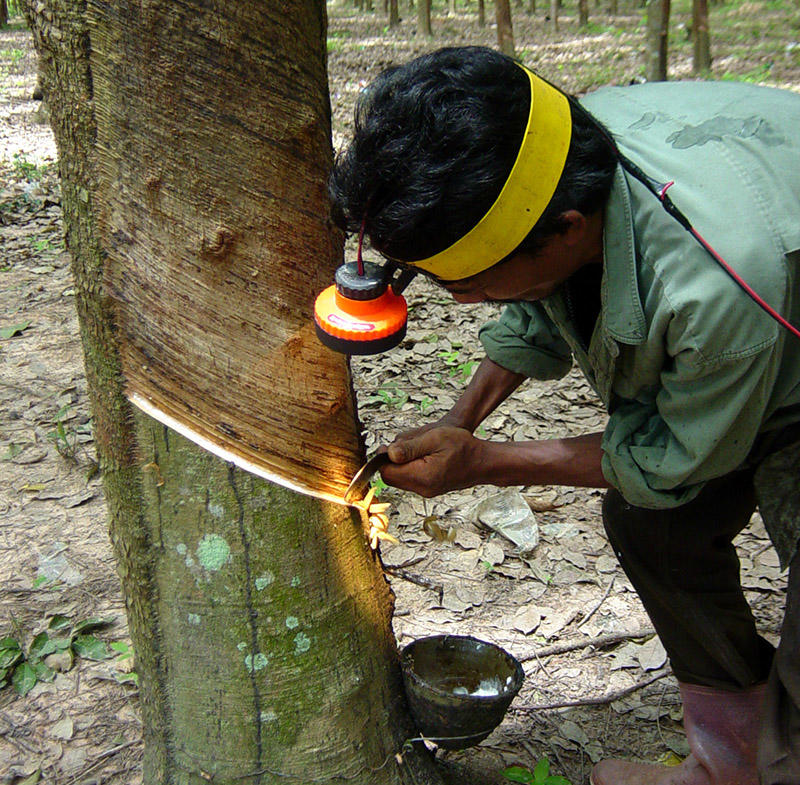 Tapping a rubber tree in Thailand
