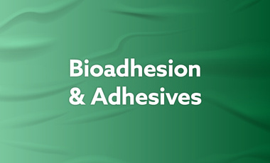 Bioadhesion & Adhesives - web image.jpg