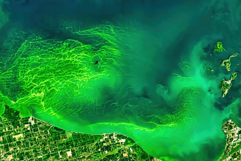 A birds eye view from high up of a very large algae bloom over a lake