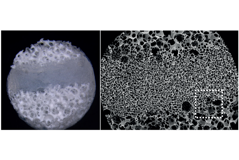 Micrograph of a triphasic poly-L-lactic acid scaffold 