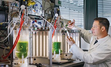 cyanobacteria image for website.jpg