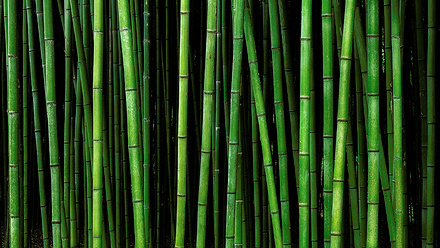 shutterstock_1262272786- natural materials bambo.jpg