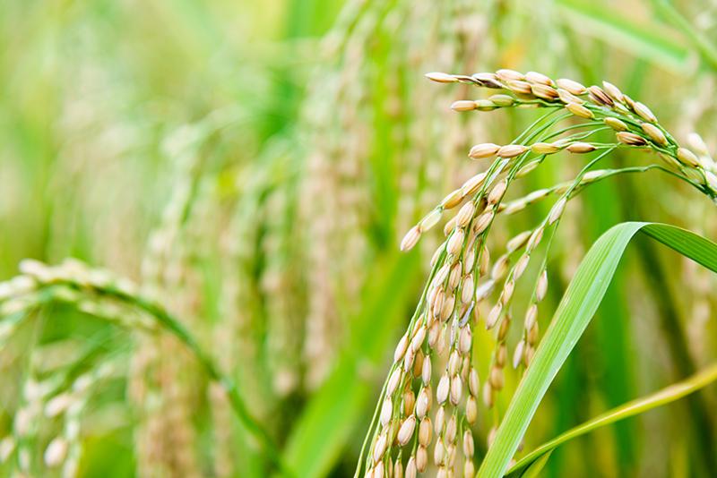 Rice plants close up showing the grains on drooping heads