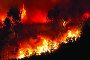 red fire burning among remaining standing trees