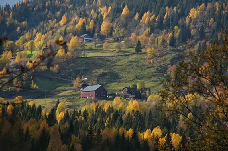 A hillside in Norway with spruce trees in Autumn, as some other type of tree has turned a much paler colour e.g. looking a bit 'golden'!"