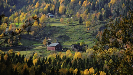 Norway spruce_shutterstock_2224421011.jpg