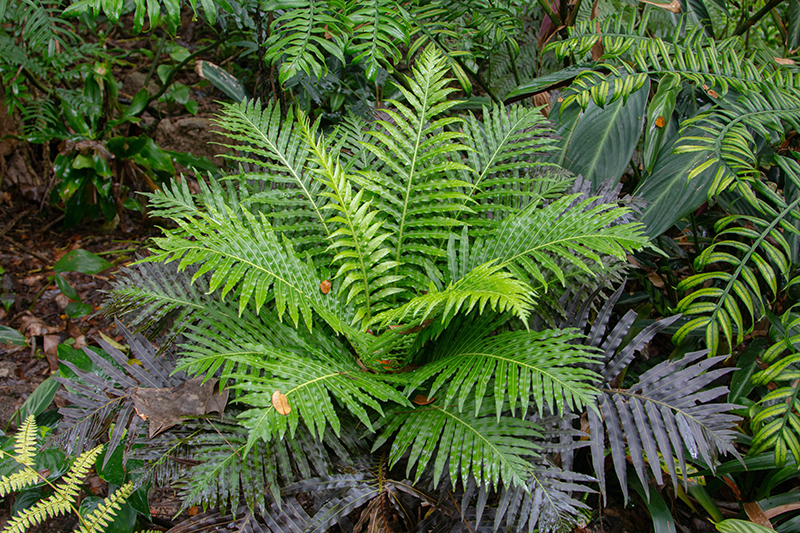 A picture of a fern plant