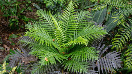 fern_shutterstock_2610356865.jpg