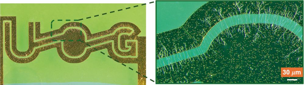 Experimental silver-nanowire assembly using laser-ablated electrodes via the ‘interfacial-dielectrophoresis’ method pictured
