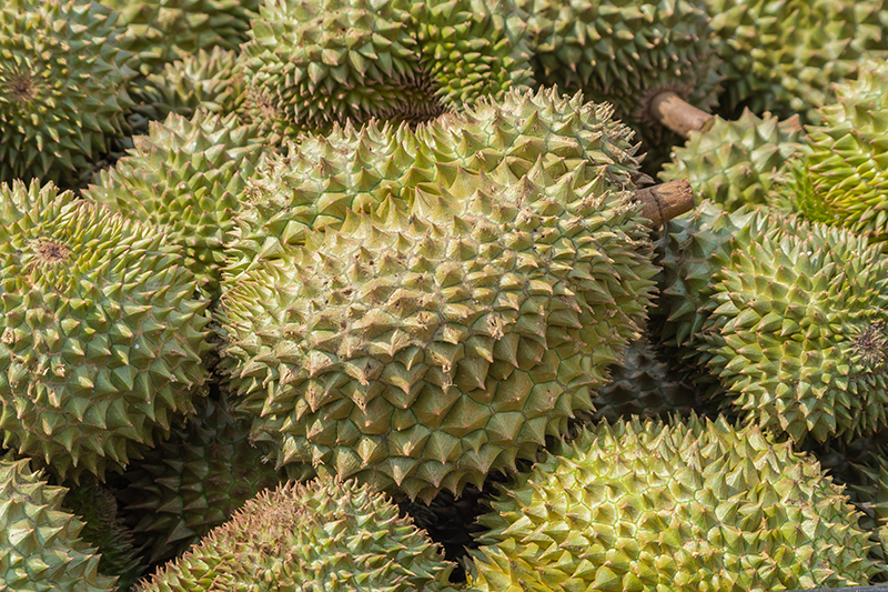 Stock image of a pile of durians