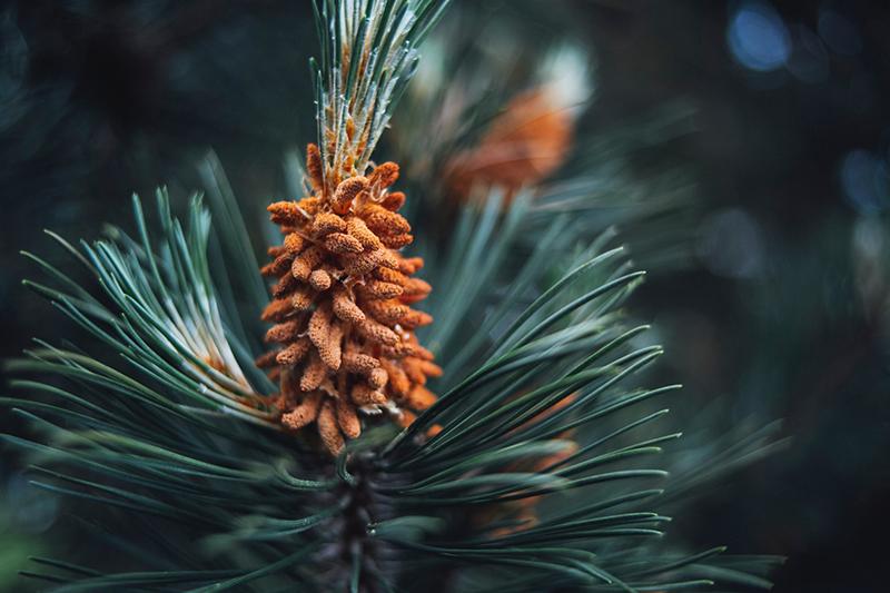 close up of a pine cone and needles on a pine tree