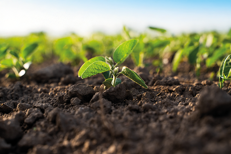 Stock image of plants in soil