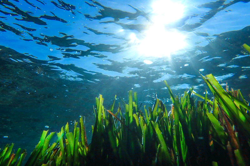 Seaweed in the sea