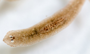 Flatworm image2_edited.jpg