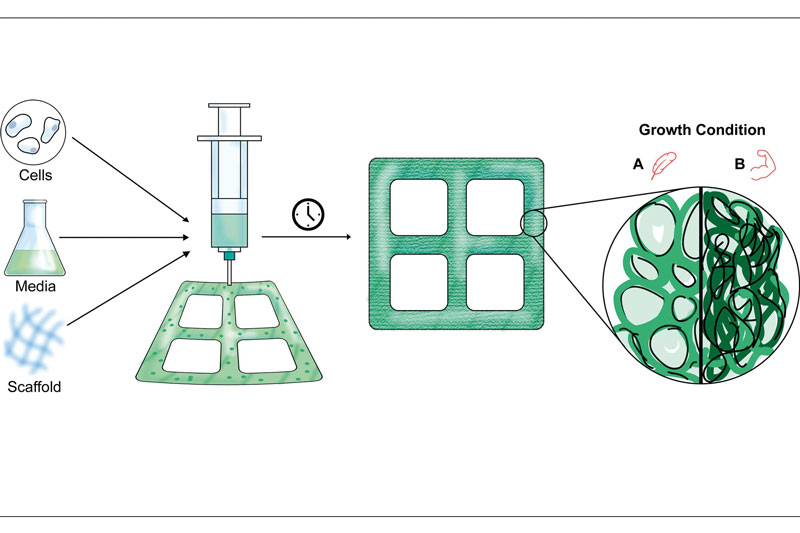 Below: The tuneable technique to generate wood-like plant material in a laboratory Credit: Courtesy of the researchers, Massachusetts Institute of Technology