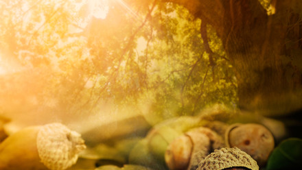 Acorns.jpg