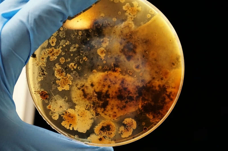 Bacterial colonies grown on an agar plate in combination with iron powder