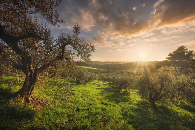 View of olive tree on a hilltop in Greece with sunset