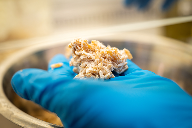 Mycelium fungus growing on wood waste grain