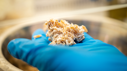 Mycelium grows on grain_800x533.png