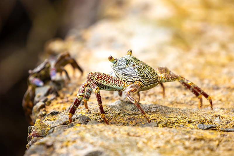 Stock image of a crab on a rock